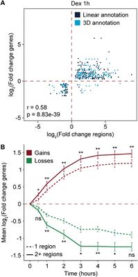 Glucocorticoid stimulation induces regionalized gene responses within topologically associating domains